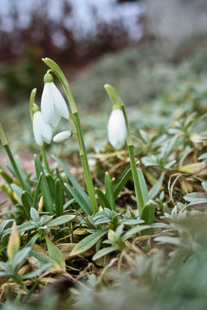 white spring flowers in the gardenの写真素材