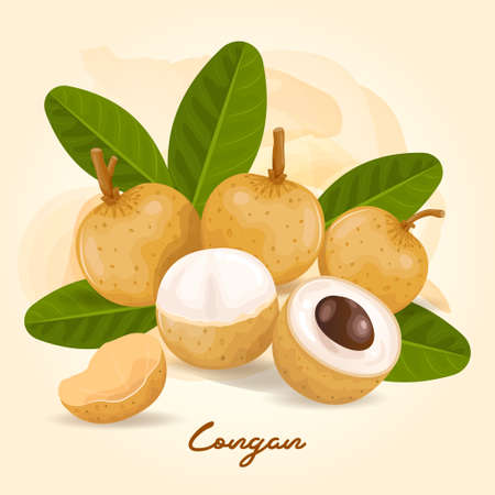 Logan is a fruit that has a sweet tasteのイラスト素材