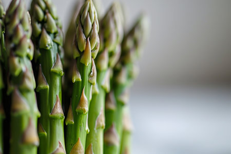 This realistic photo displays fresh asparagus spears against a white, flat-colored background. The front view highlights the asparagus' vibrant green color and natural texture, making it an excellent choice for culinary websites, health and nutrition guides, and gourmet cooking contentの素材