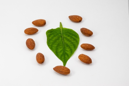 Almonds and green leavesの写真素材
