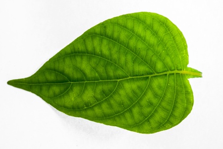 Green leaves isolated, one leafの写真素材