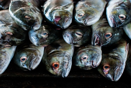 fresh fish on ice from sea market