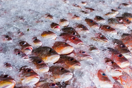 Fresh fish on ice for sale at market