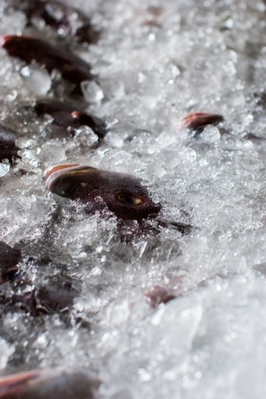 Fresh fish on ice for sale at marketの写真素材