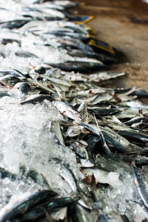 Fish on the ice in fish marketの写真素材