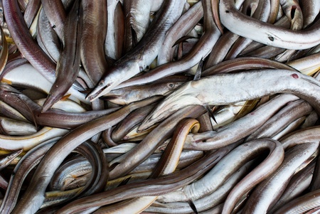 Fresh fish at the seafood marketの写真素材