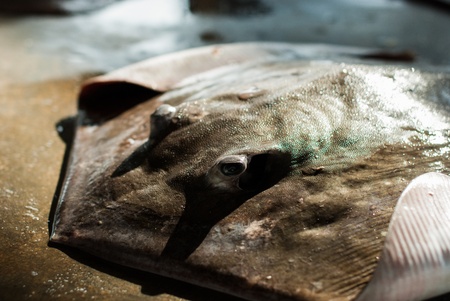 ray fish on concrete in sea marketの写真素材