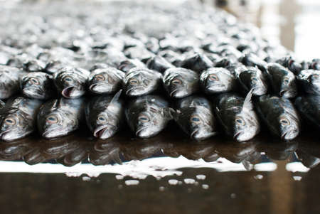 Fresh fish on ice at the sea market