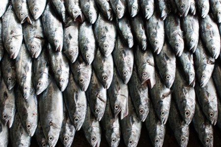 Fresh fish on ice at the sea marketの写真素材
