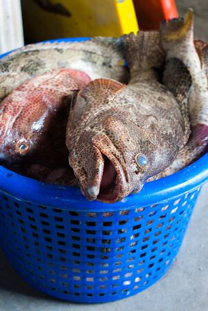 Fresh fish on the blue basket