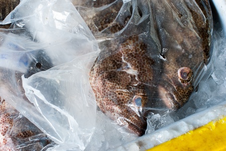 Fresh fish in a plastic bag in a plastic bucketの写真素材