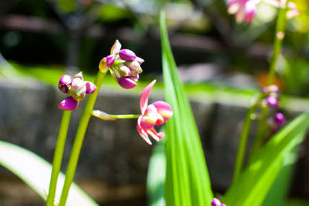 Beautiful purple orchid on green leaf background の写真素材
