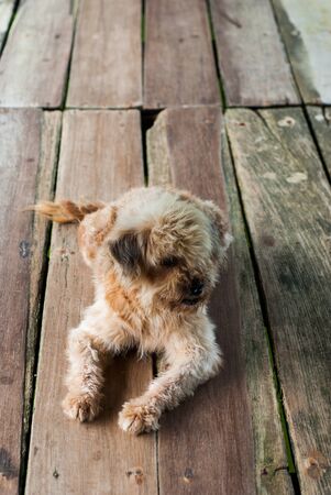 The dog lying down on wooden planksの写真素材