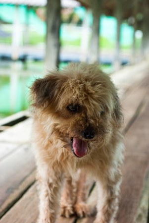 the dog sitting on wood planksの写真素材