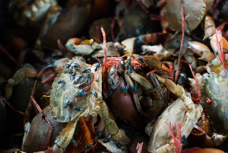 House Fly on soft shell crab rotの写真素材