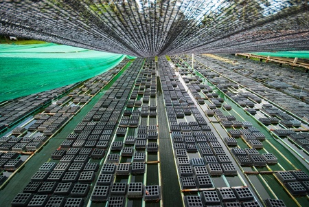 Soft shell crab in black boxs at soft shell crab farmの写真素材