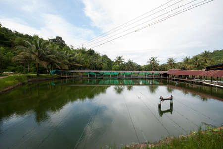 Freshwater lake at soft shell crab farmの写真素材
