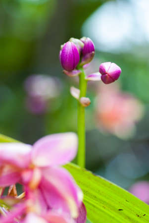 beautiful purple orchid in the garden の写真素材