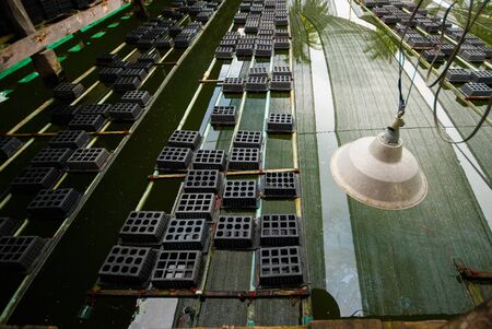 Soft shell crab in the black box Soft Shell Crab farm の写真素材