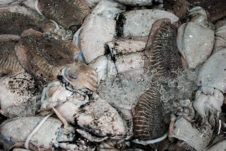 Fresh octopus on ice for sale at sea marketの写真素材