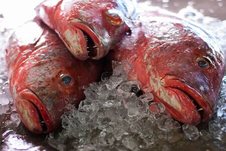 Fresh fishes on ice at sea marketの写真素材