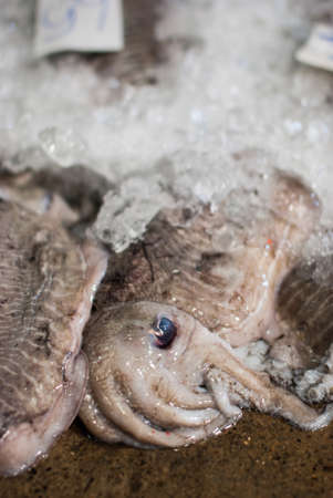 Fresh octopus on ice for sale at sea marketの写真素材