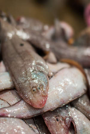 Fresh fishes on ice at sea marketの写真素材