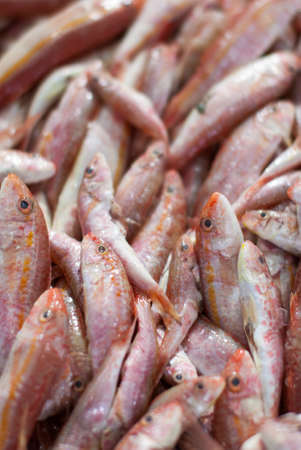 Fresh fishes on ice at sea marketの写真素材