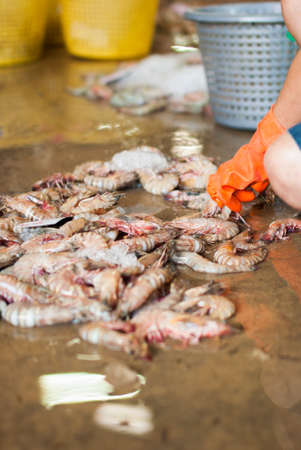 Shrimp in the ice on the concreteの写真素材