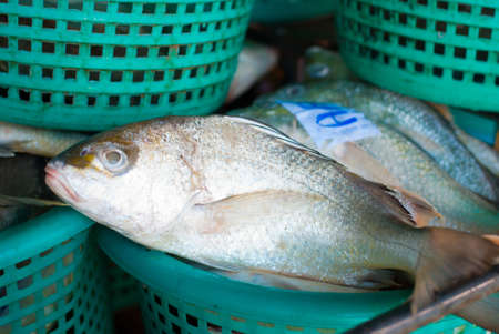 Fresh fishes in basket at sea marketの写真素材