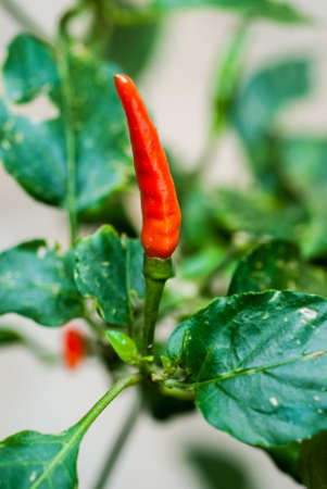 The thai Paprika tree in the garden.の写真素材
