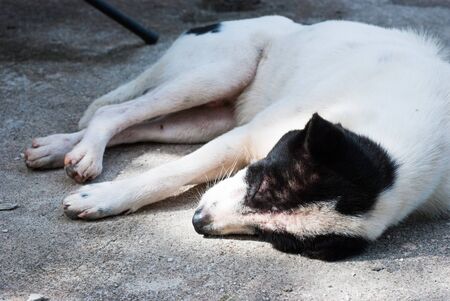 dog sleep on the concrete floor in the templeの写真素材