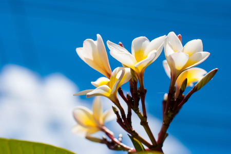 Frangipani flowers on a tree with a blue backgroundの写真素材