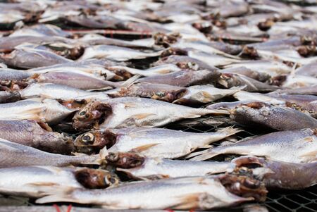 Dried fish in market for sale