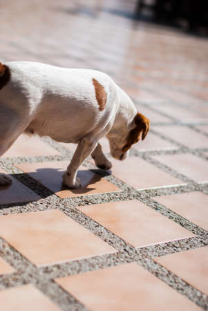 Dog Sniffing on the Ground at the restaurant on islandの写真素材