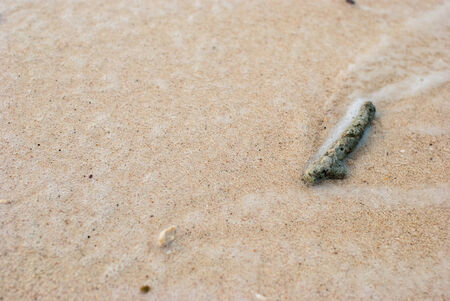 Coral fragments on the beaches with white foam.