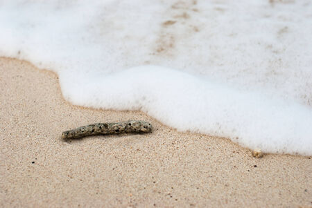 Coral fragments on the beaches with white foam.の写真素材