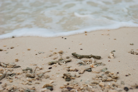 Coral fragments on the beaches with white foam.の写真素材