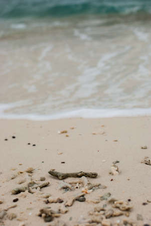 Coral fragments on the beaches with white foam.の写真素材