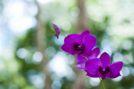Beautiful purple orchid on the tree with a green background.の写真素材