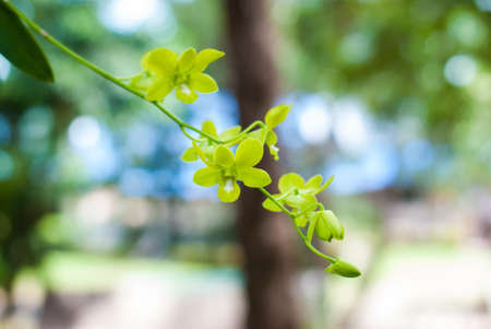 Beautiful green orchid on the tree in the garden.の写真素材