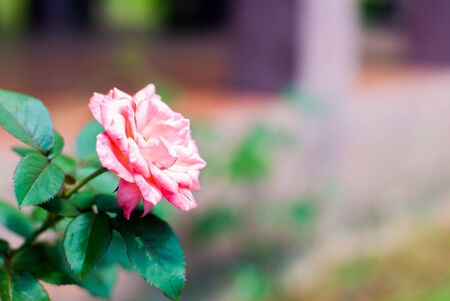 Pink Rose Blooming on the tree in Gardenの写真素材