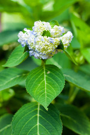 Green branch with spring lilac flowers in the garden