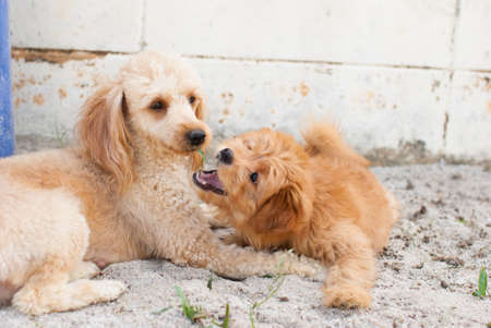Funny dogs on the sand at home