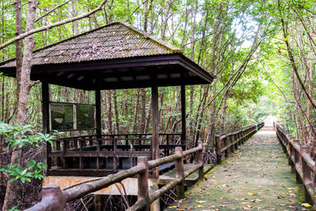 Pathway in the forest mangrove at Ranong, Thailand.の写真素材
