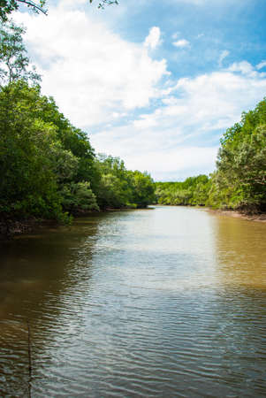 River in the forest mangrove at Ranong, Thailand.の写真素材