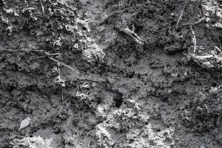 mud in mangrove forest at Ranong Thailandの写真素材