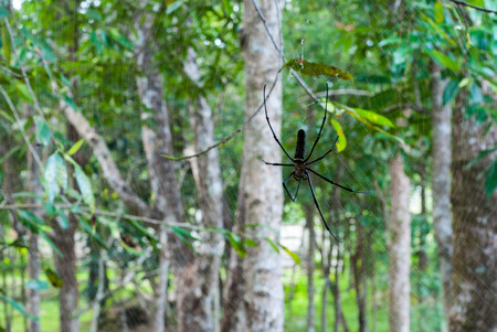 Spider on a spider web in the gardenの写真素材