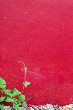Closeup green leaf on the red cement wall in gardenの写真素材