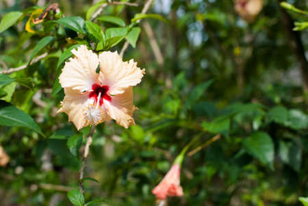 Beautiful Pink Hibiscus flower in the gardenの写真素材